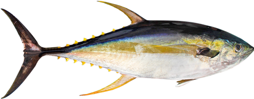 Yellowfin Tuna